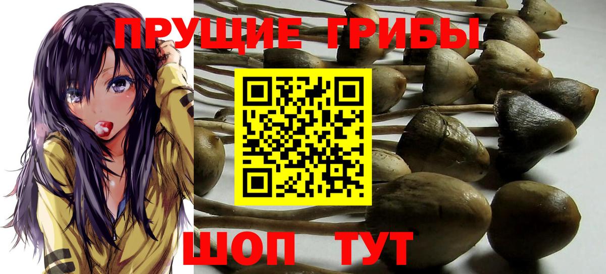 Псилоцибиновые грибы MAGIC MUSHROOMS  Вход с VPN  Дедовск  Галлюциногенные грибы Psilocybine cubensis 